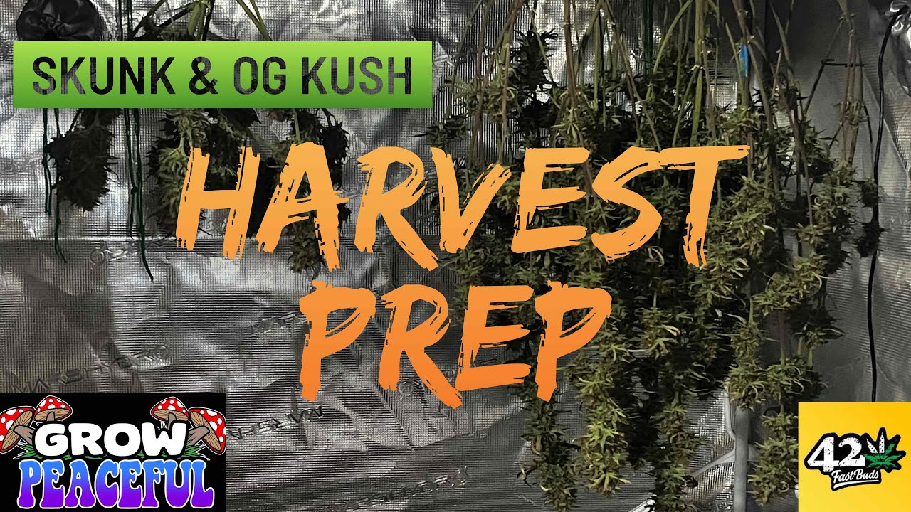2024 OG KUSH AND SKUNK HARVEST GROW PEACEFUL FASTBUDS