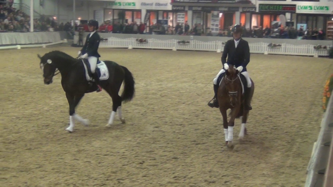 DISCOVER & EQUITOP - Privathengstschau M&uuml;nster-Handorf 2017