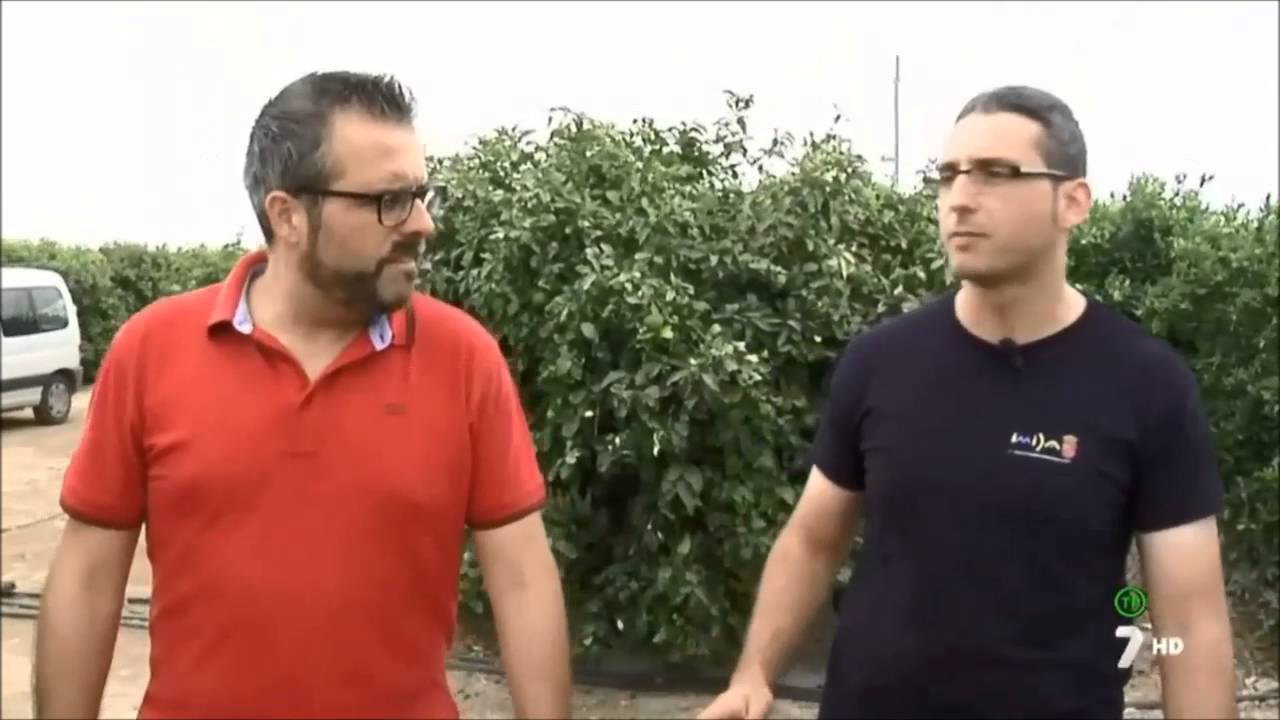 Nuevas estrategias de manejo del riego en limonero para un uso eficiente del agua