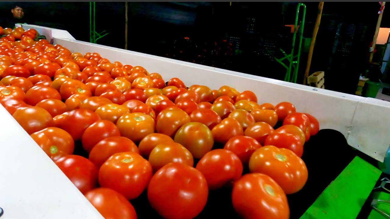 packing dé tomate en Arica chile, una experiencia fascinante 👍💪