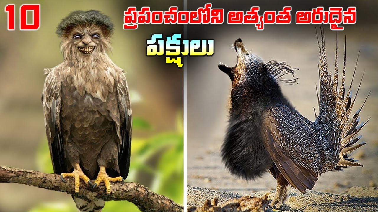 ఇలాంటి వింత పక్షుల్ని మీరు జీవితంలో చూసుండరు! Top 10 Rarest Birds | Telugu Brain