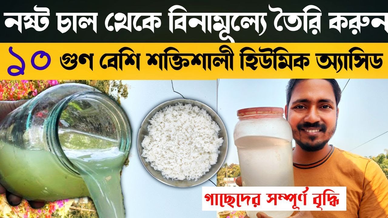 নষ্ট চাল থেকে বিনামূল্যে হিউমিক এসিড তৈরি করুন |Humic Acid Fertilizer|Homemade Fertilizer For Plants
