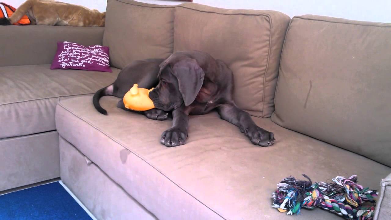 puppy blue Great Dane 4 months old
