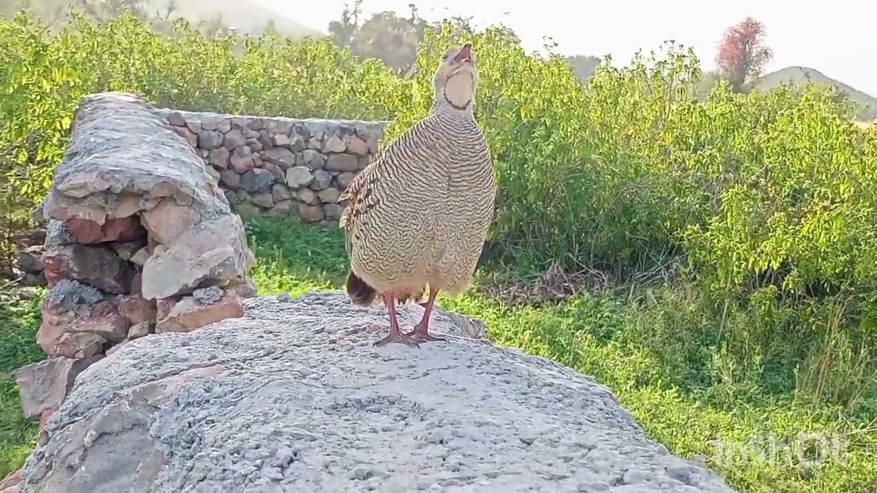 The gray francolin voice tetar ki awaz teetar sounds
