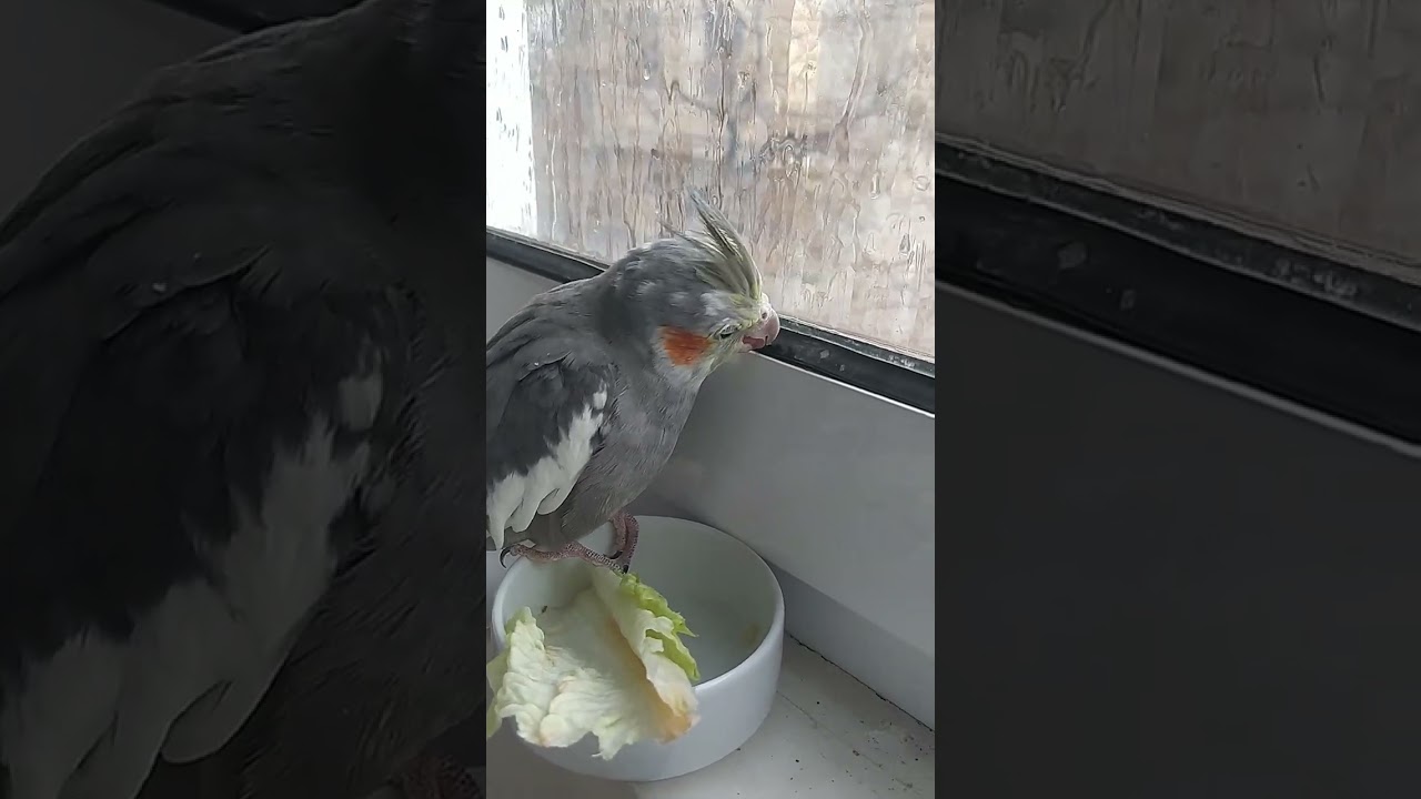 cockatiel 🦜 very nice #هلندی #birds #cockatiel #cuteanimals #عروس #cuot bird#cockatiel #cutebirds 