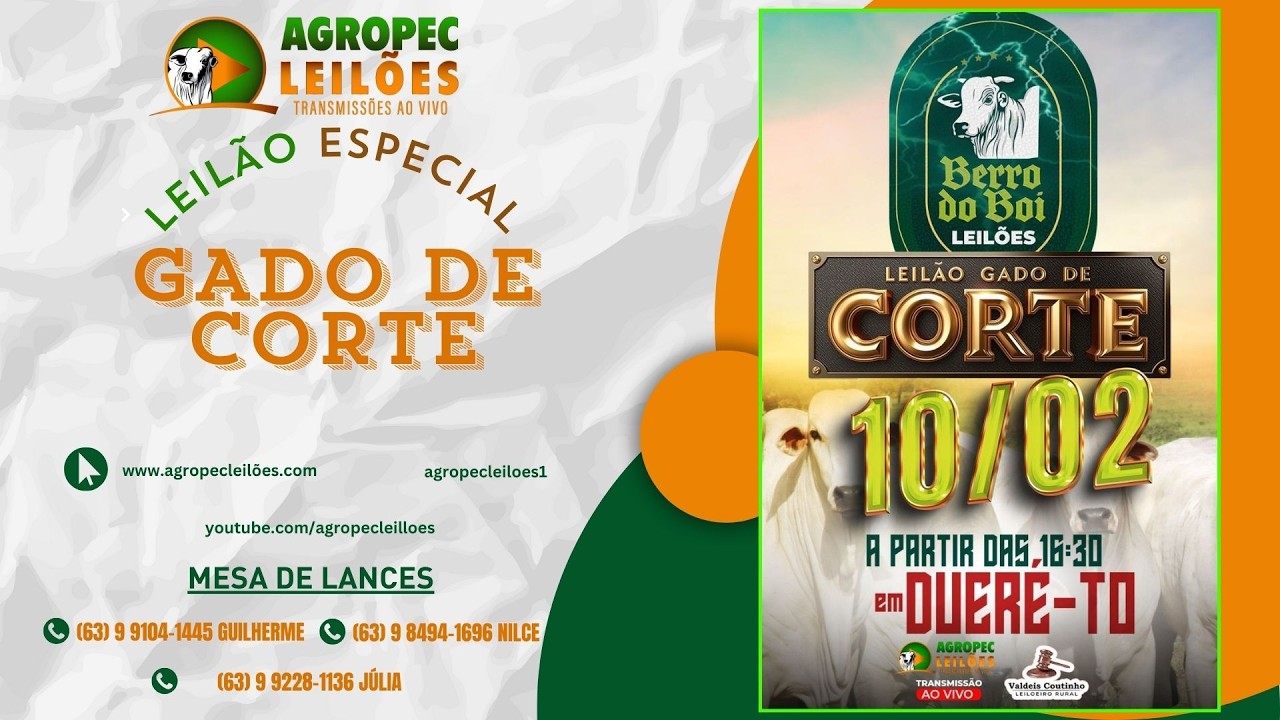 agropecleiloes.com - LEILÃO GADO DE CORTE | BERRO DO BOI LEILÕES - DUERÉ -TO 10/02/2026