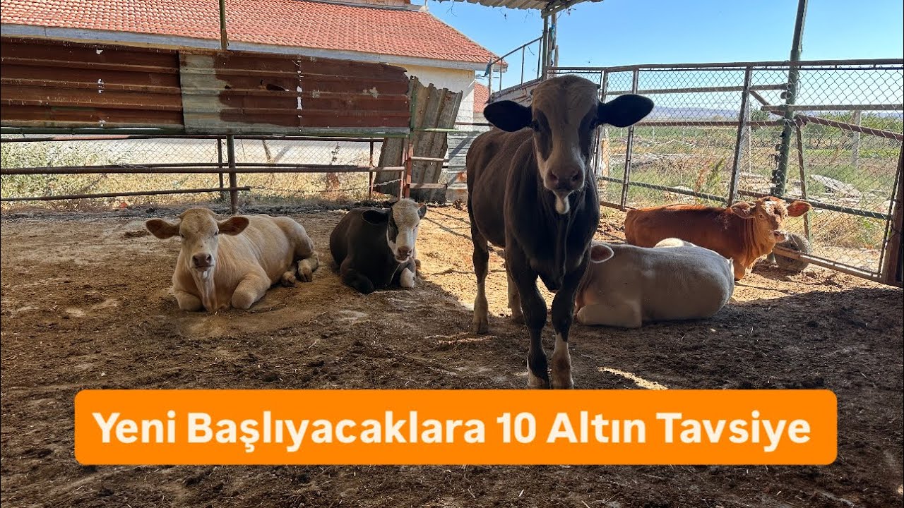 Hayvancılığa Yeni Başlıyacaklar İçin 10 Altın Tavsiye