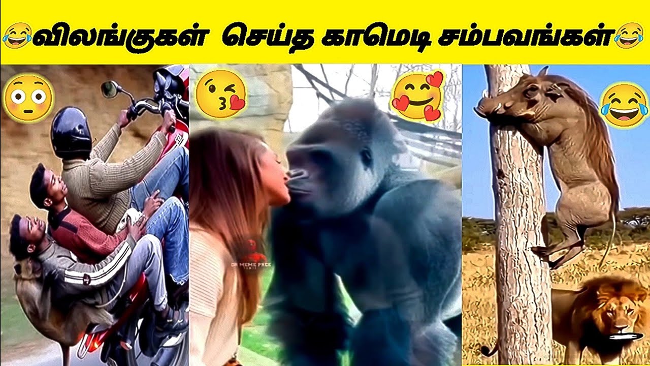 😂விலங்குகள் செய்த தரமான காமெடி சம்பவங்கள்😳 #funny #comedy #animals #animalsvideo #cinemaloversurya 