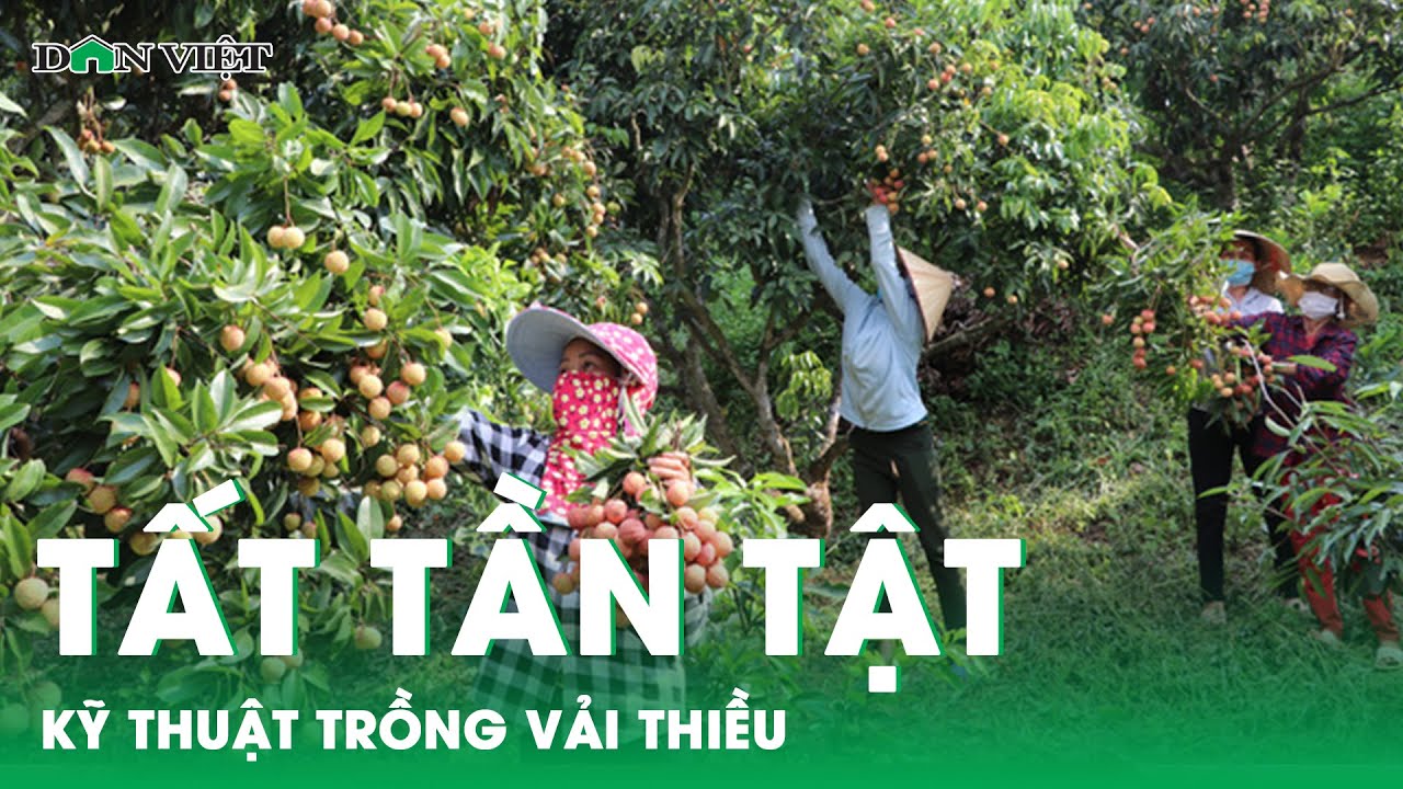 Kỹ thuật trồng vải thiều cơ bản cho người mới bắt đầu | Báo điện tử Dân Việt