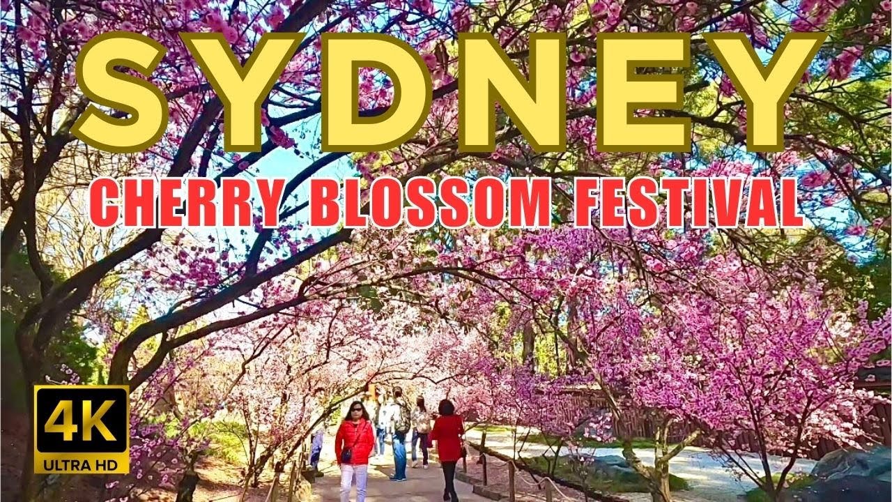 [4K] WALKING SYDNEY CHERRY BLOSSOM FESTIVAL AT AUBURN BOTANIC GARDEN AUSTRALIA.