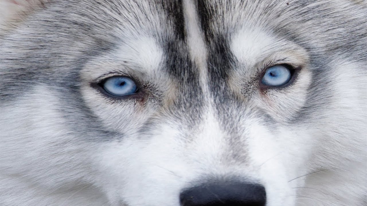 Husky &Ouml;zellikleri -Sibirya Kurdu