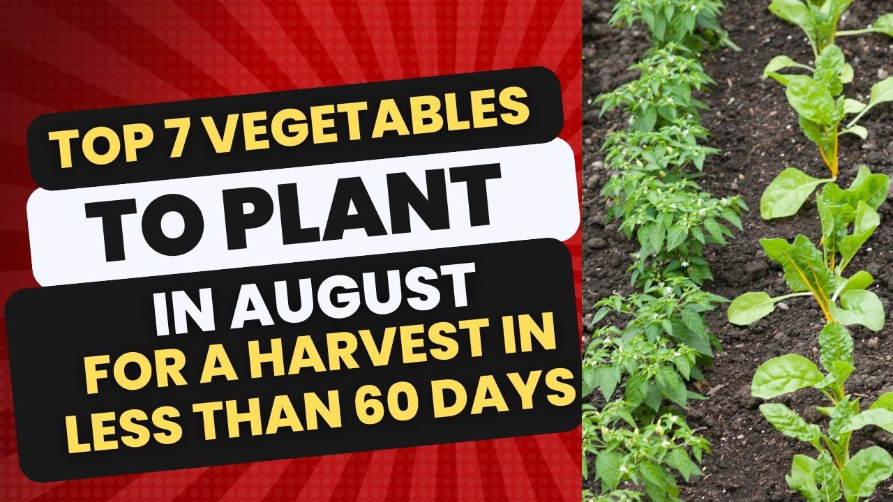 7 Vegetables to plant in August!! IN ALMOST ANY CLIMATE!