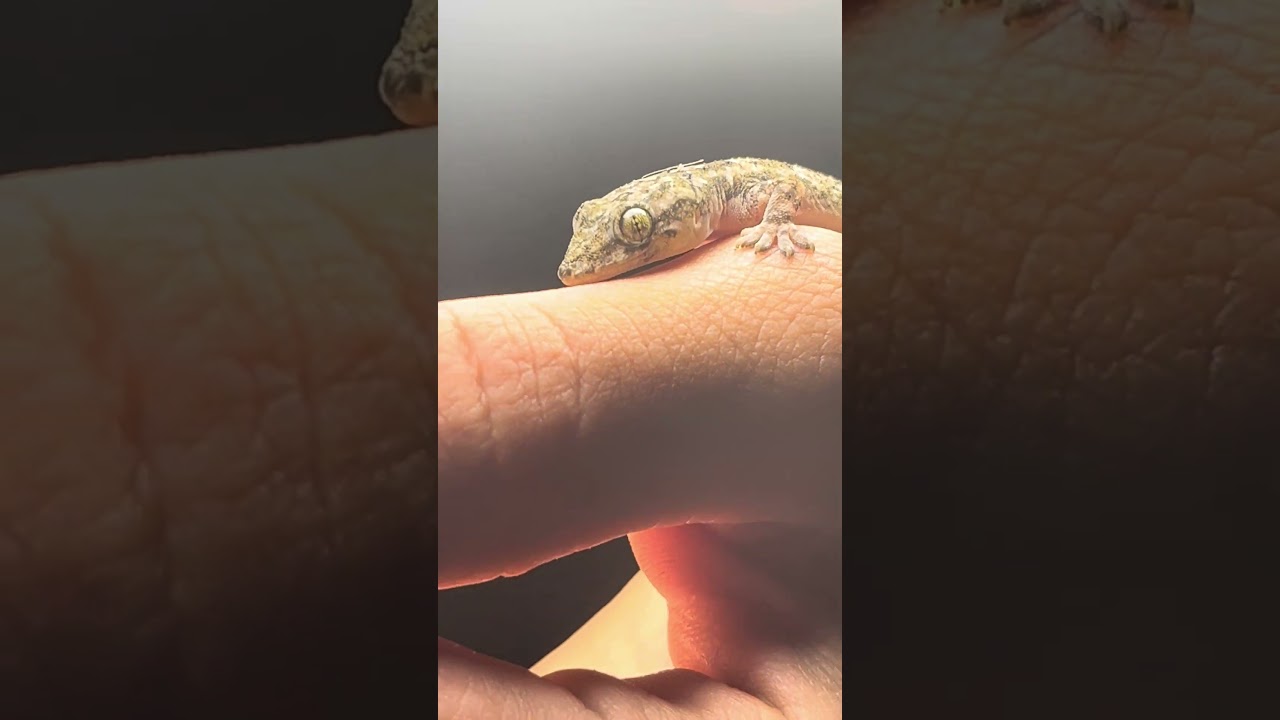 Schafft er den Sprung 🦎?  