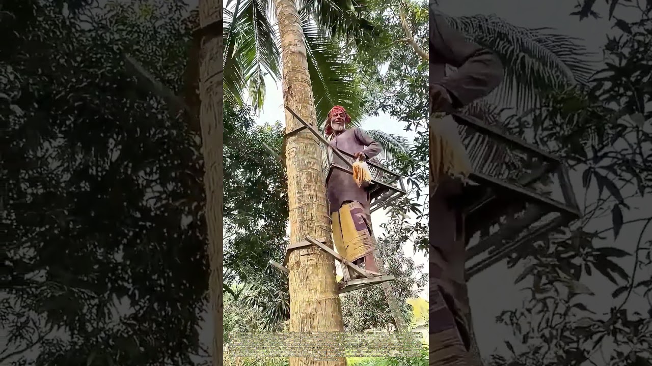 Climbing the Palm: How a Farmer Uses a Custom Frame to Ascend a Coconut Tree