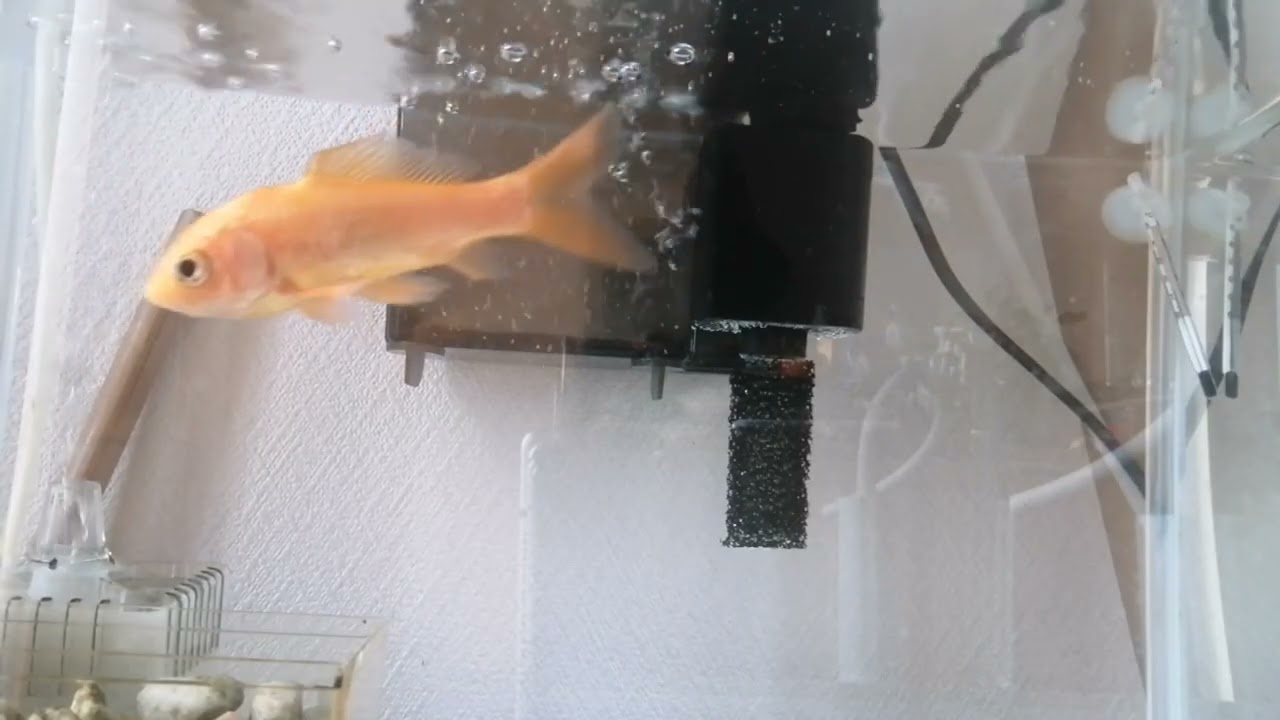 べ〜ちゃんの金魚飼育日記　920日目