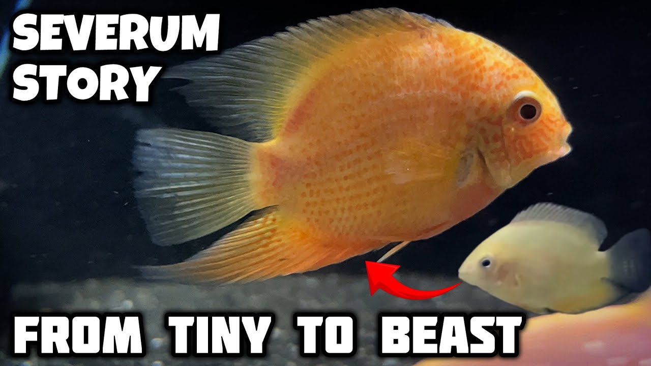 My Severum Fish Story | From Baby to Beast in 10 Months - Imran's World
