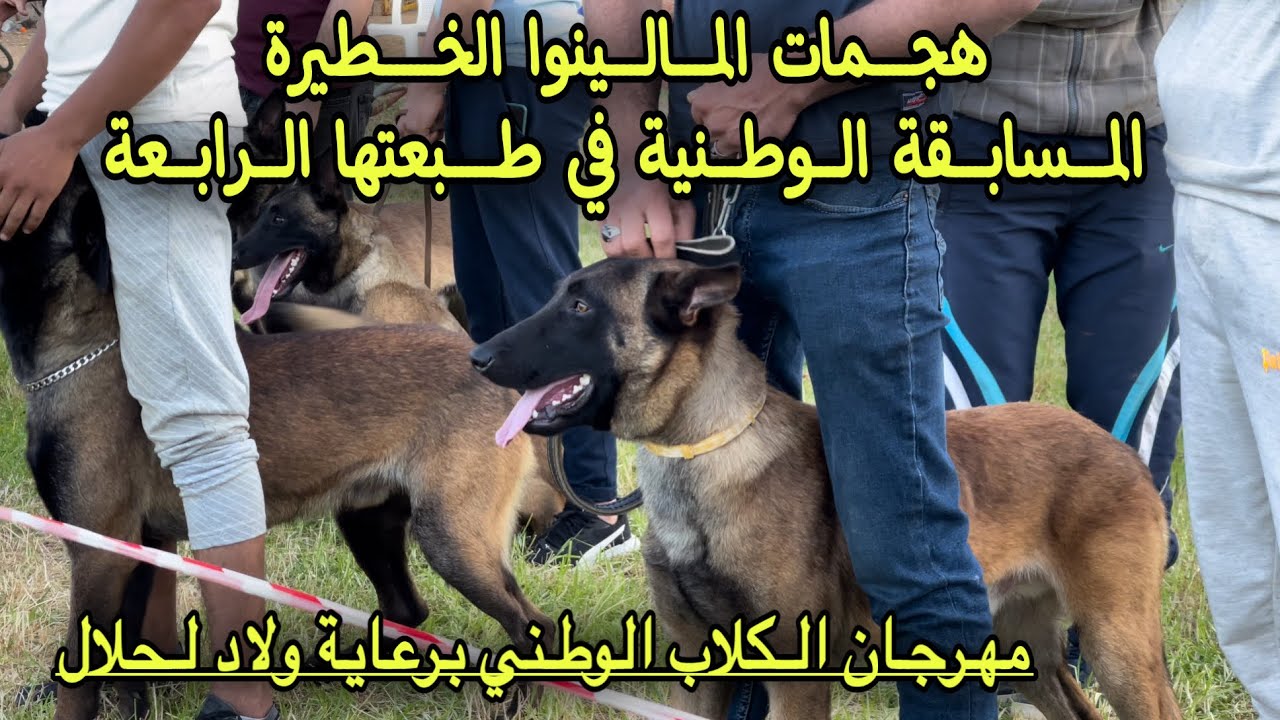 هجمات المالينوا الخطيرة في | البطولة الوطنية لمهرجان الكلاب | الطبعة الرابعة لولاد الحلال كانين .