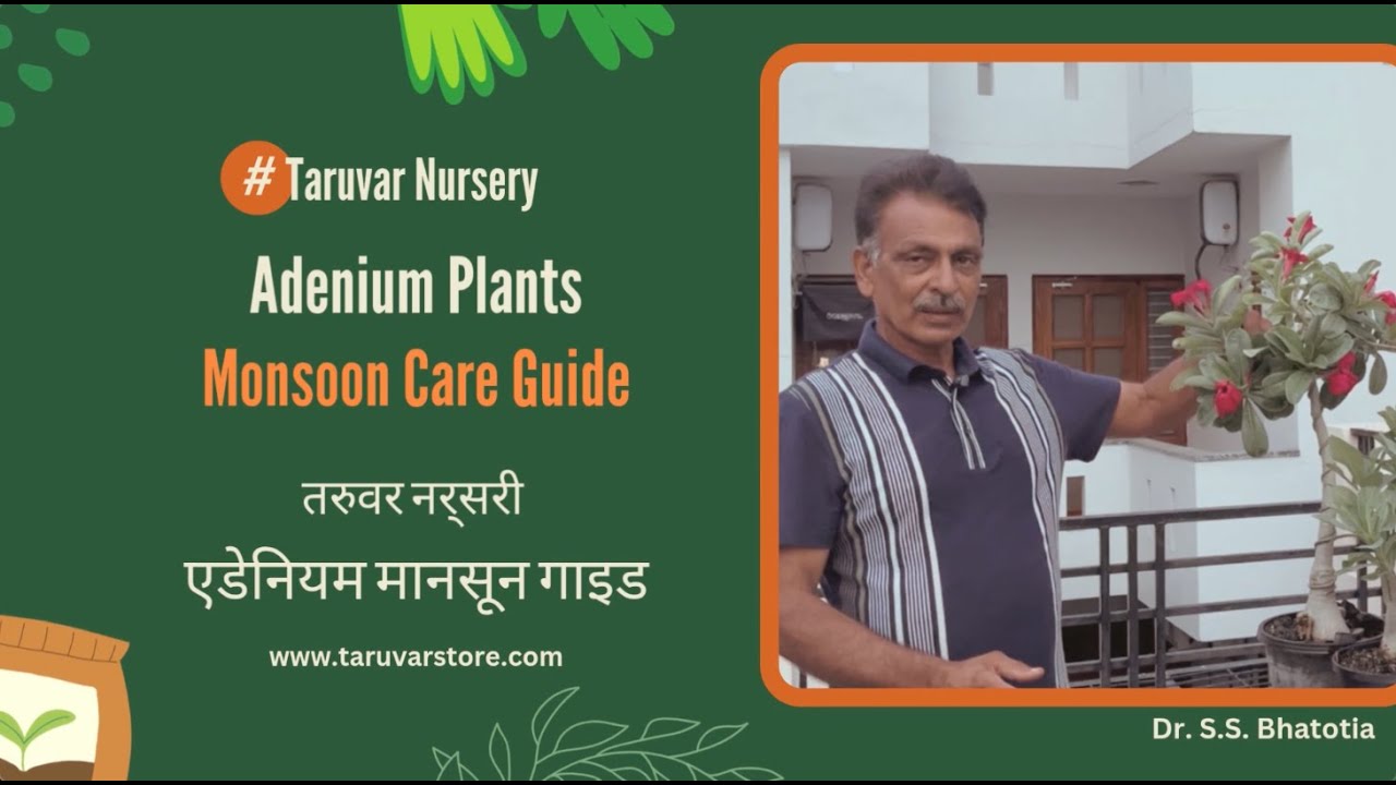 Adenium Care Guide : Monsoon to Autumn (Jun-Nov): Expert Tips for All Varieties!