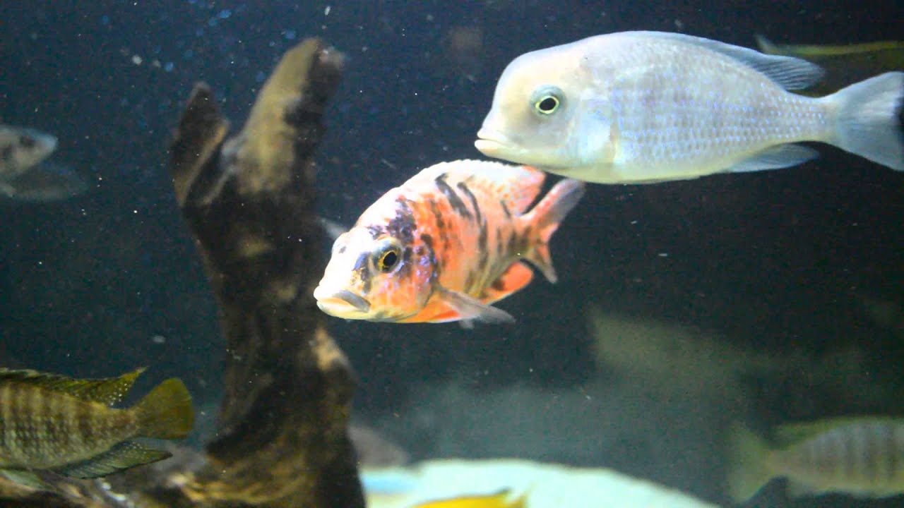Showtank