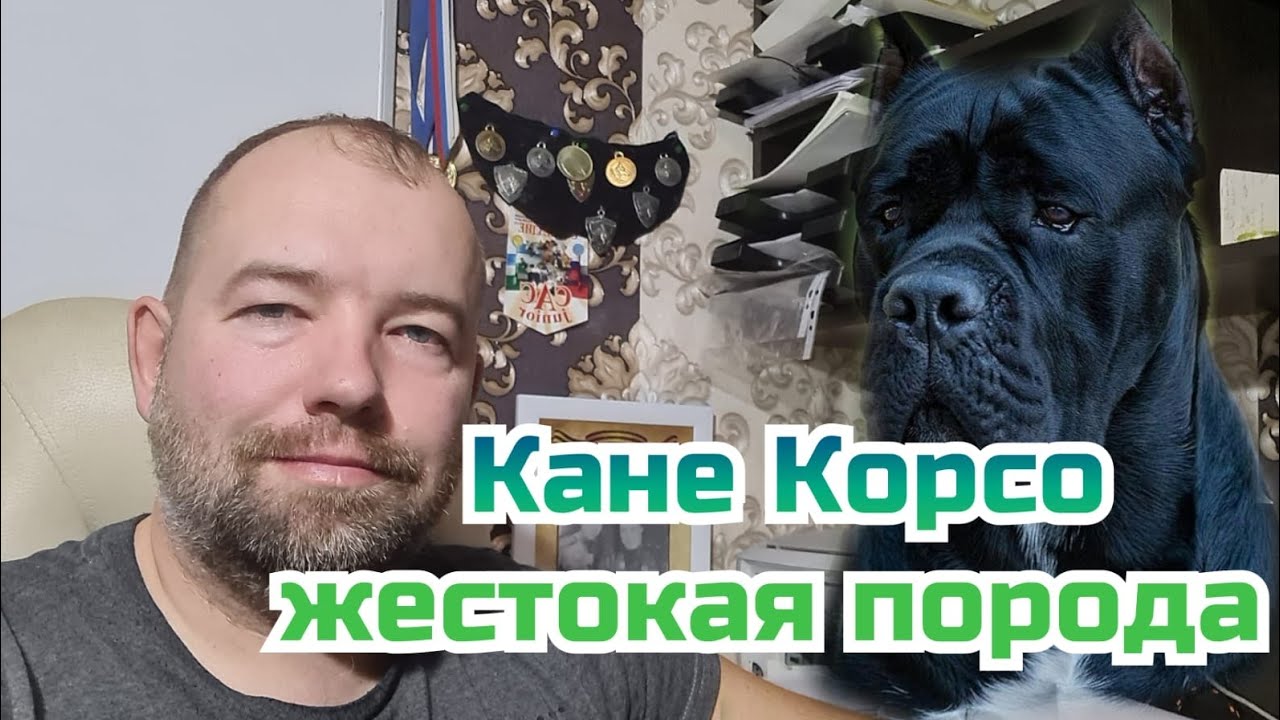 Кане Корсо жестокая порода собак
