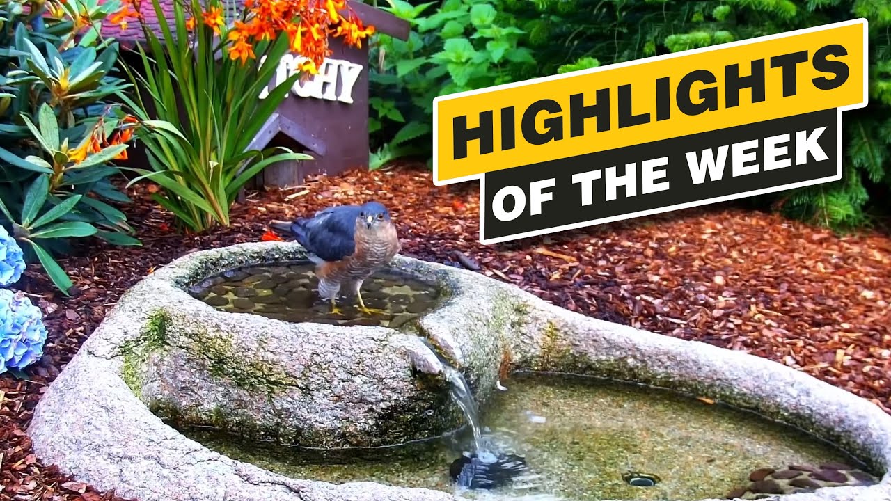 Highlights Of The Week - September 2024 - Week 38 🌻