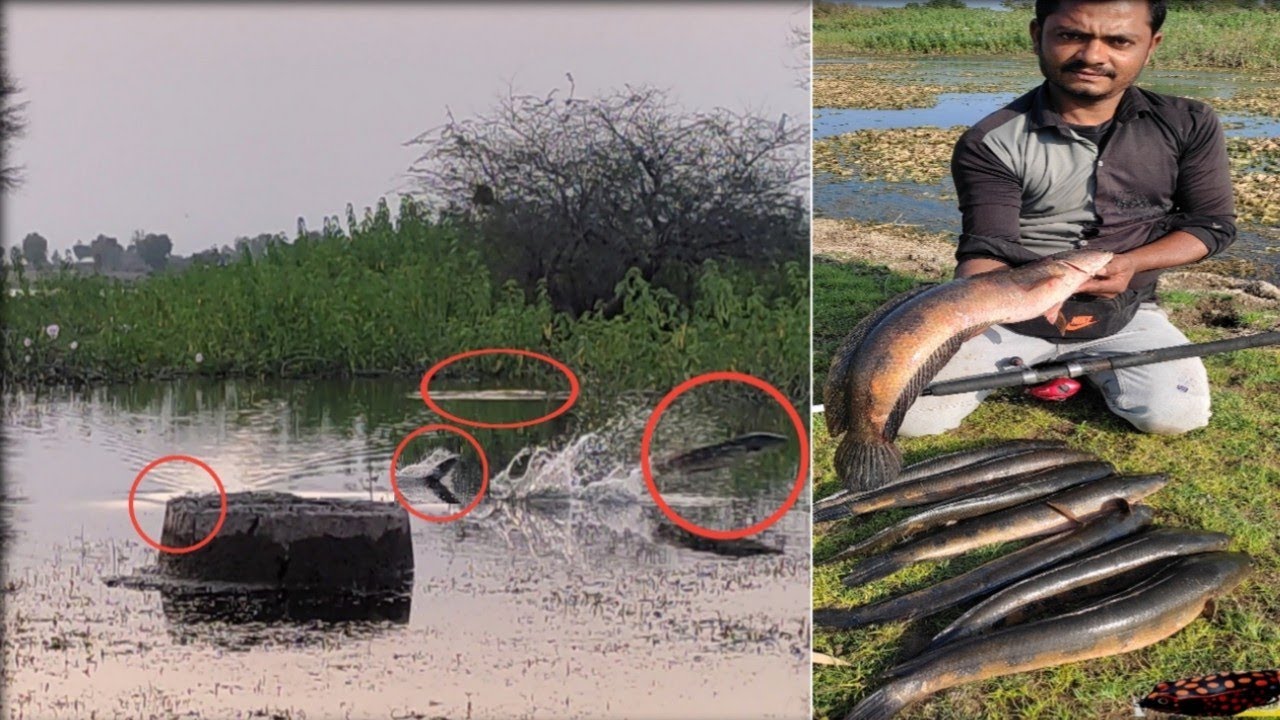 ऐसा मोका बार बार नही मिलता बस फेको और निकालो 😱Snakehead Continue Attack And Catch😱