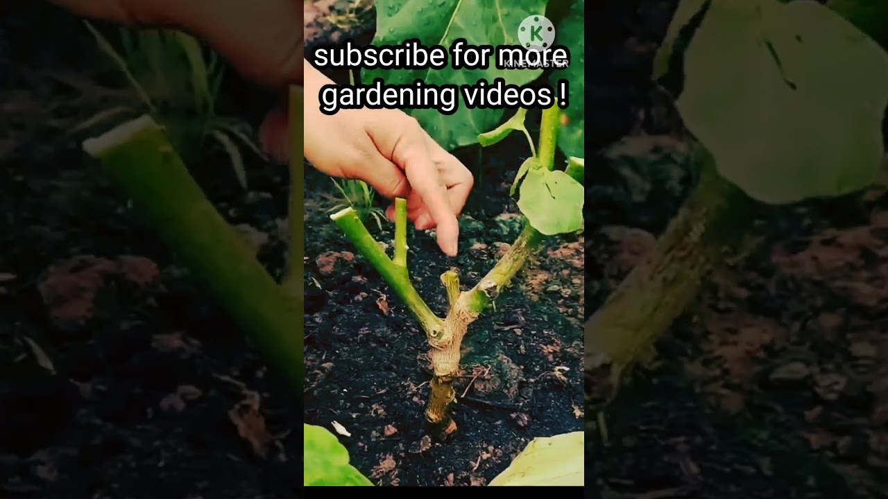 I haven't seen eggplant like this ! :) #locallygrown #gardening
