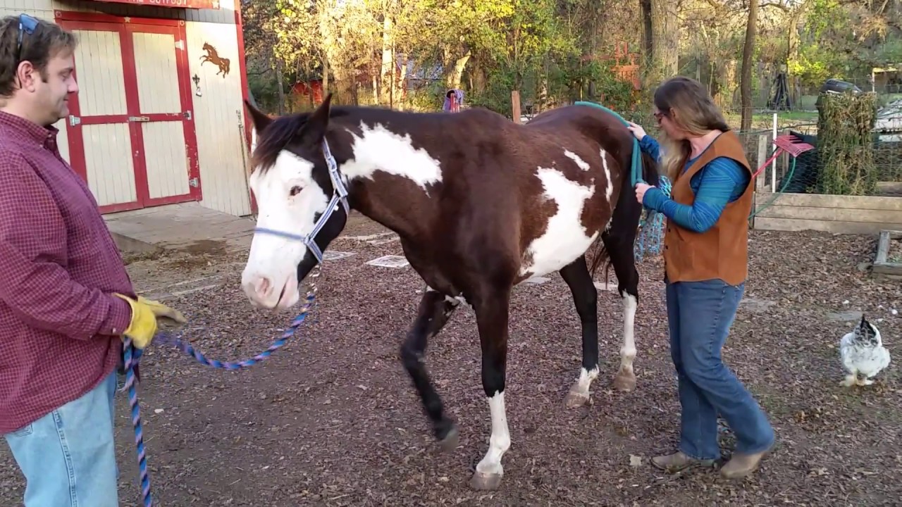 How to pick up the back feet of a horse that doesn't want to