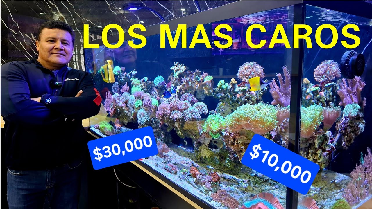 Un Acuario MARINO de ARRECIFE con Solo Peces y Corales CAROS