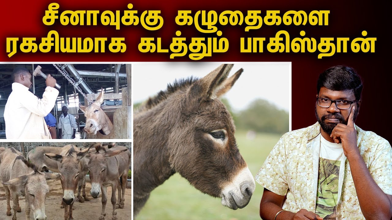 The Secret Life of Donkeys 🐴 | அதிர்ச்சி தரும் உண்மைகள் | Ondiya Uirinam - Ep - 54 | Big Bang Bogan