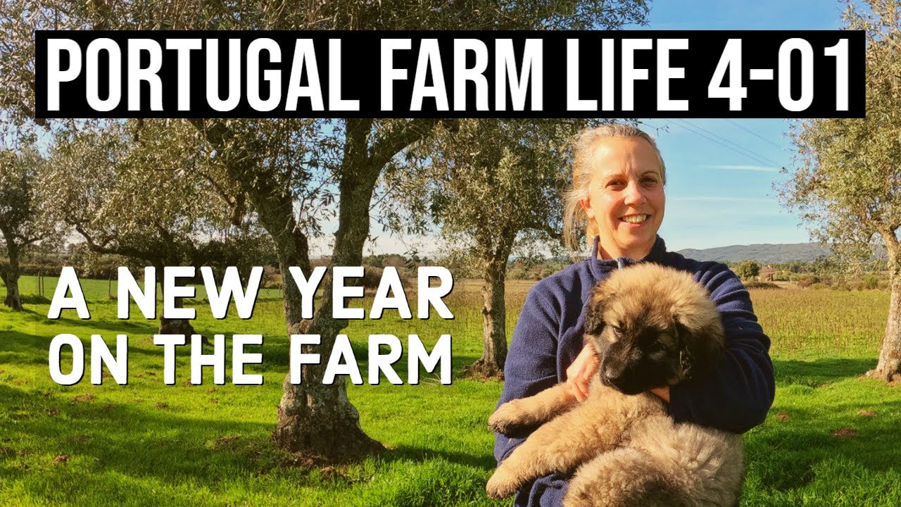 New Addition to the Farm | Estrela Mountain Dog Puppy | PORTUGAL FARM LIFE S4-E01
