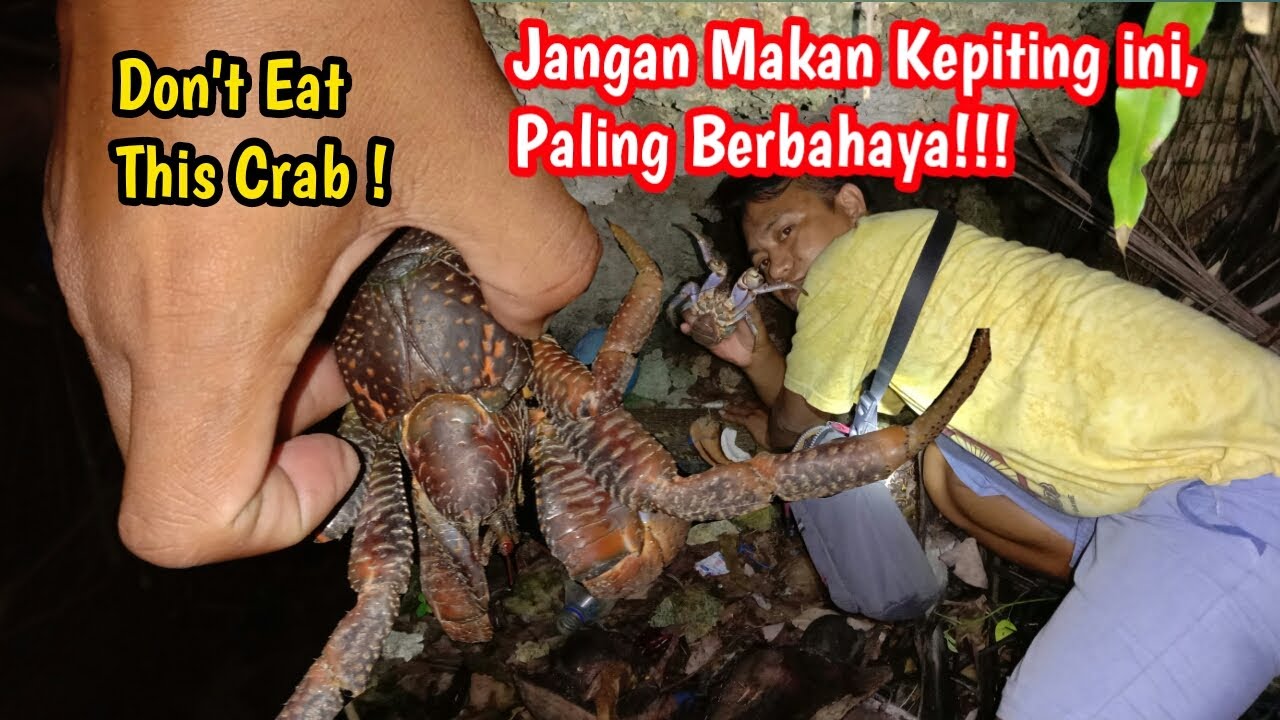 Cara Menangkap Kepiting Kenari/Ketam/Kelapa Dengan Sangat Muda Menggunakan Umpan Jitu