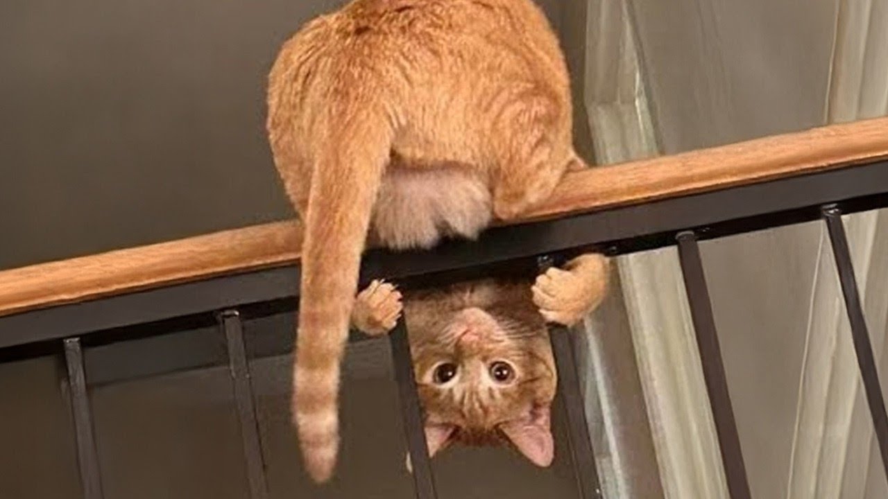 You Laugh You Lose 😂 Funniest Cats and Dogs 2026 😅 Part 4