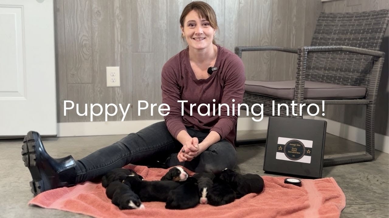 Our Bernese Mountain Dog Litter's Puppy Pre Training Introduction!
