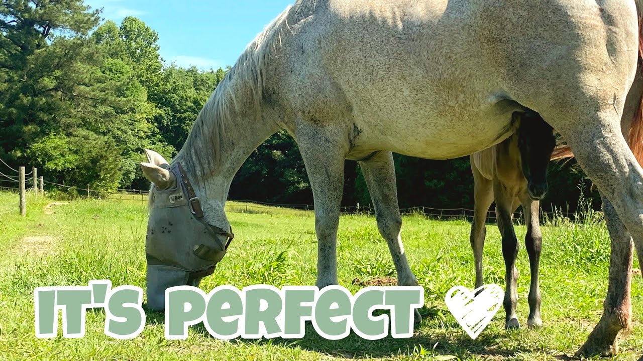 Surprise! Our Rescue Mare Gave Birth Without Us!