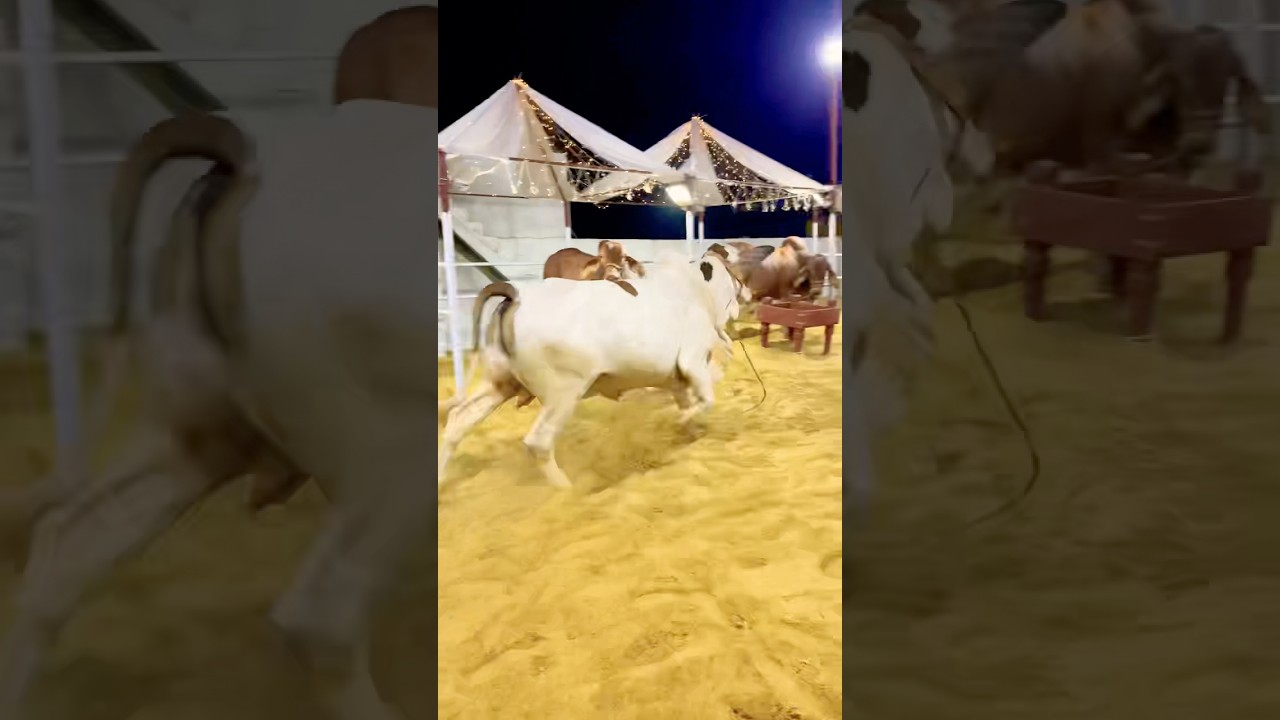 Janwar Bhag Gaya | Jameel Memon Mandi 2025 | Multan Cow Mandi Update #shorts #cowvideos @ARMaani7