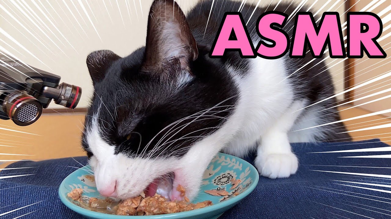 🍙👅ASMR｜机の上に身を乗り出してウェットフードを食べる猫&グルーミング【咀嚼音】#205