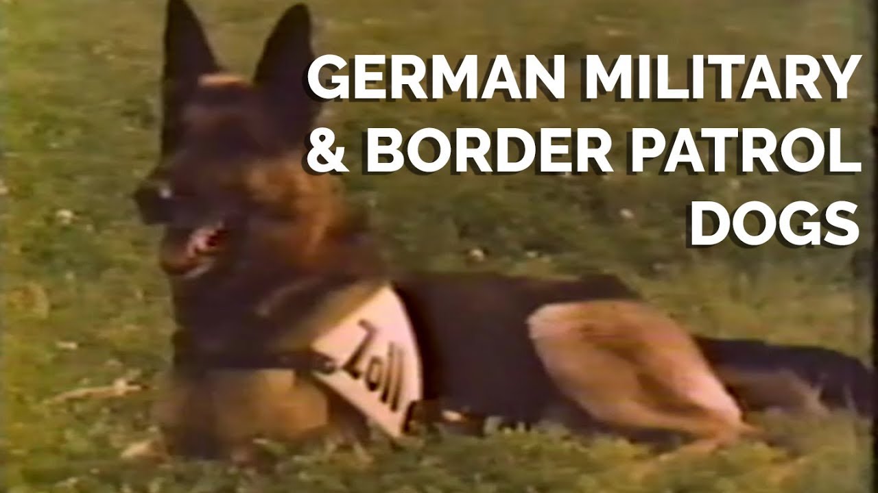 German Military & Border Patrol Dogs