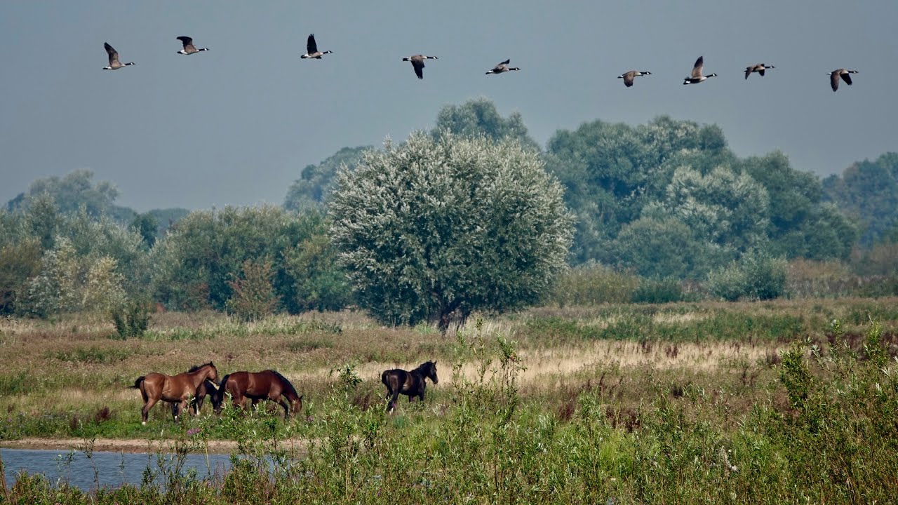 PRACHTIGE NATUUR LANGS DE IJSSEL
