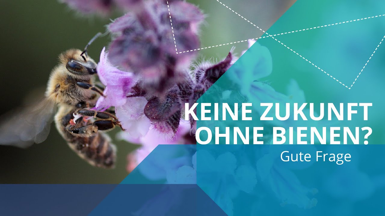 Sterben wir aus, wenn die Bienen verschwinden? 🐝 | Gute Frage zum Insektensterben