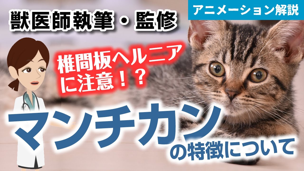マンチカンの特徴や気を付けたい病気など【獣医師執筆監修】