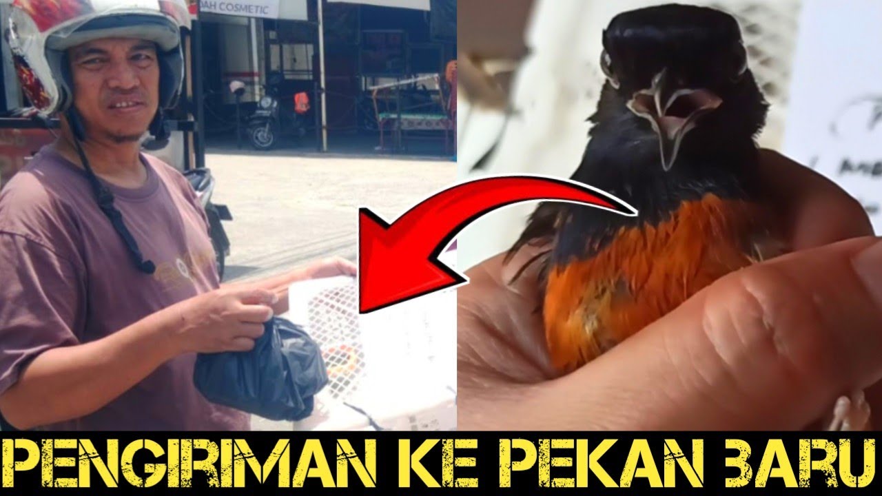 PENGIRIMAN KE PEKAN BARU MURAI PASTOL TRAH GEN B3 NO RING 300‼️SEMOGA SUKSES DAN JUARA‼️