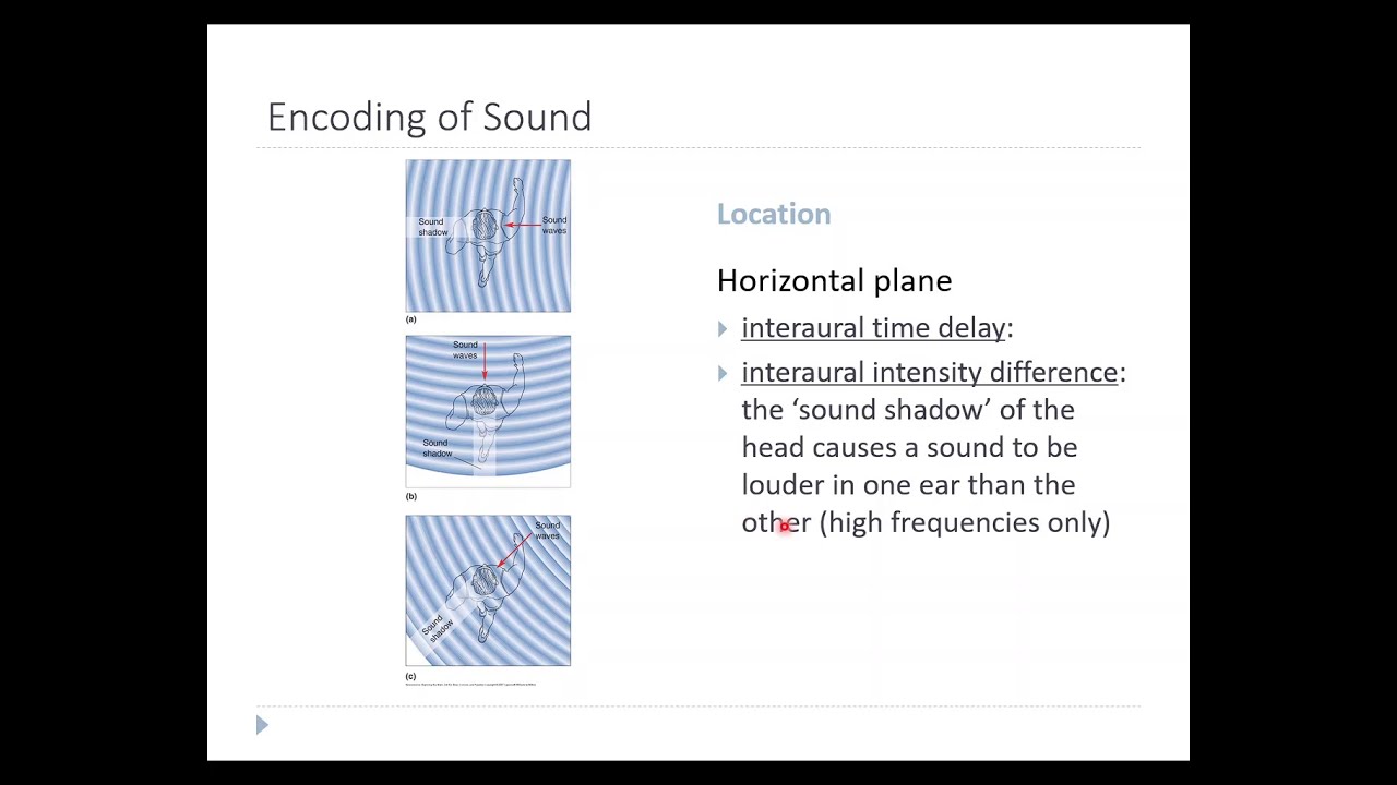 OSSM Neuro Chapter 11 - Encoding of Sound