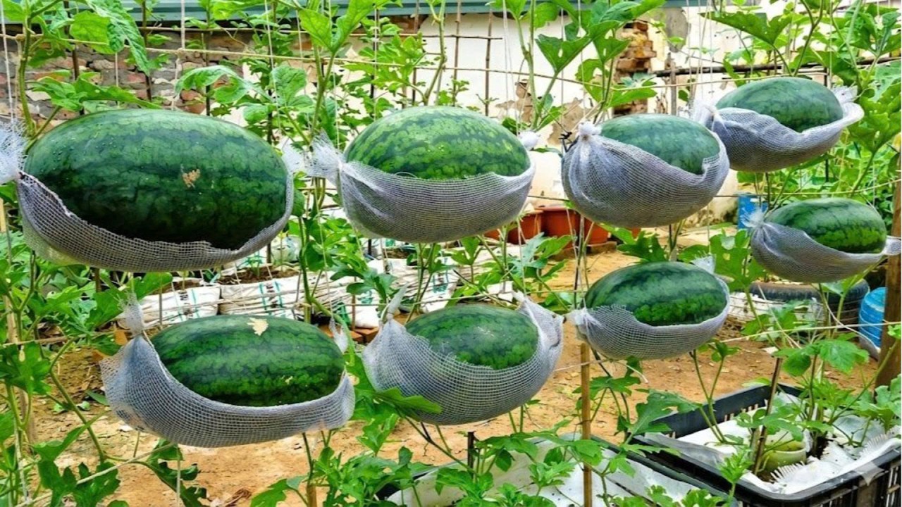 Old plastic containers → A bountiful watermelon harvest! Growing high yield watermelons is easy