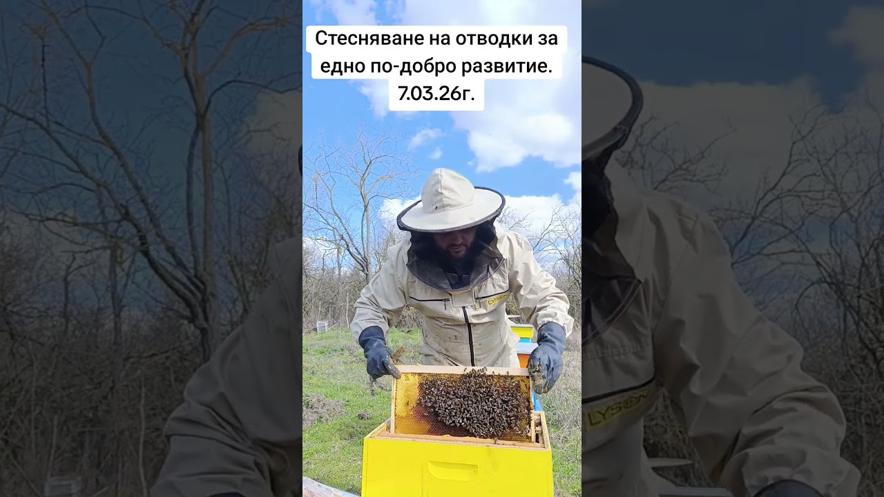 Стесняване на отводки за едно по-добро пролетно развитие.