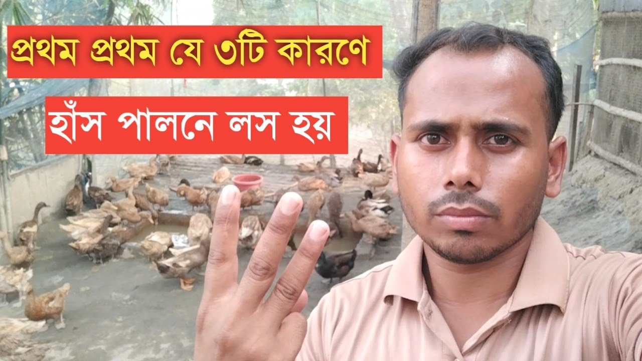 প্রথম প্রথম নতুন হাঁস খামারীর ৩ টি ভুলের কারণে লসের শিকার হয়।