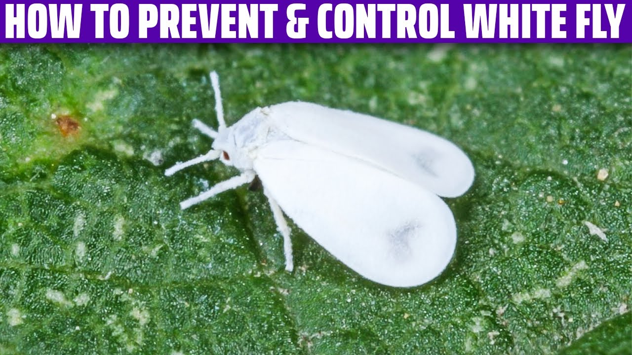 White Fly &ndash; How to prevent and control it