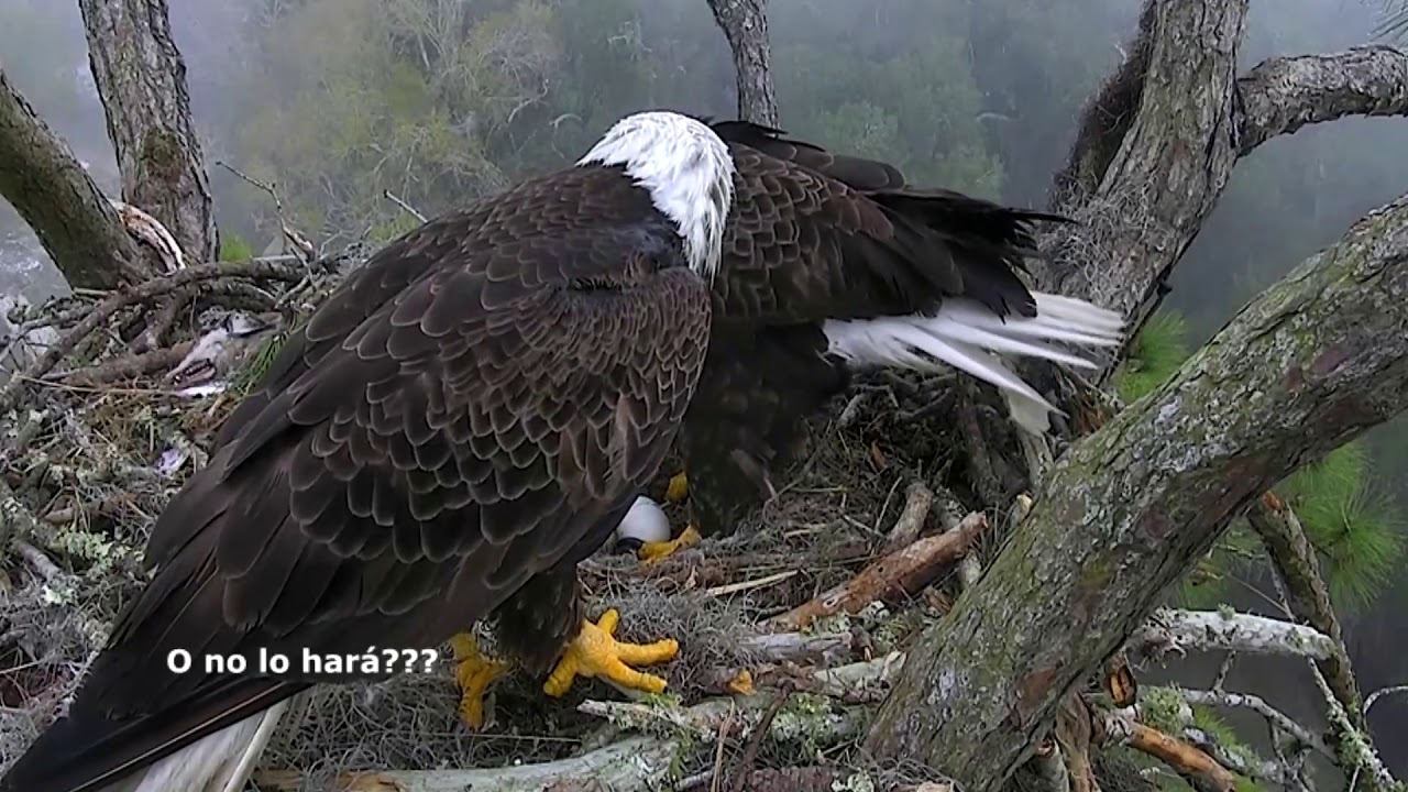 5 D&iacute;as en un nido salvaje de &Aacute;guila calva