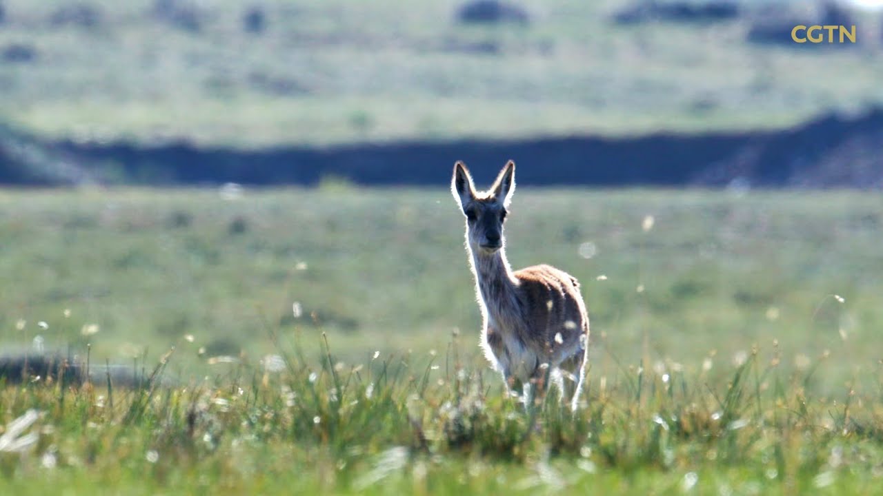Mountainous Qinghai Series | Episode 11: A gazelle's tale
