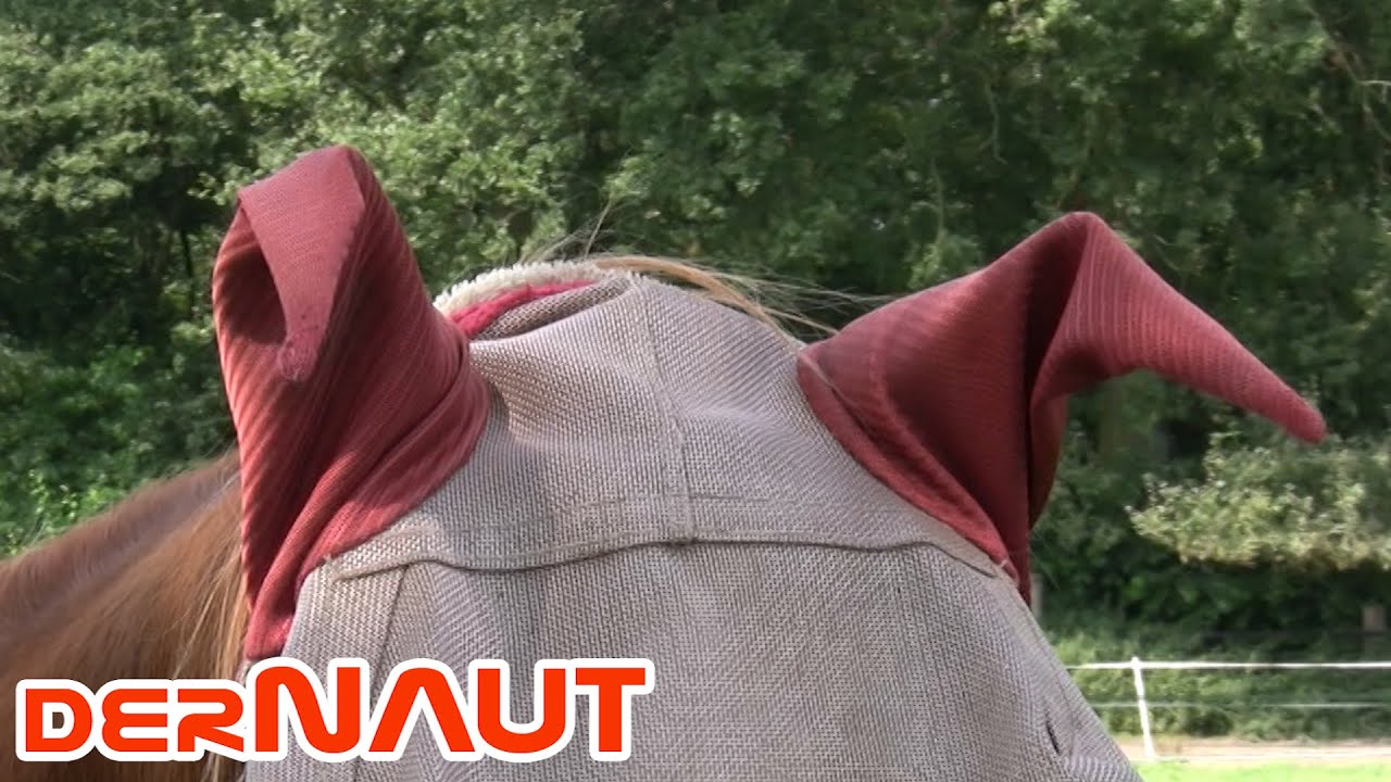 Helau und Alaaf: Karneval der Pferde - Carnival: Horse in disguise